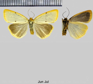 Cybosia mesomella (Linnaeus, 1758)