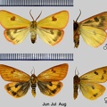 Diacrisia sannio (Linnaeus, 1758)