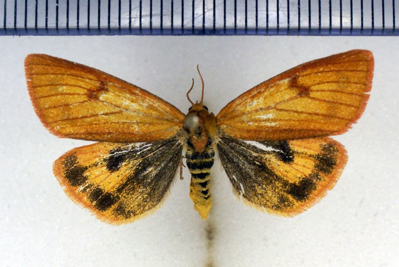 Diacrisia sannio (Linnaeus, 1758)-Argentenay.jpg