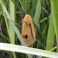 Diacrisia sannio (Linnaeus, 1758)-In natura