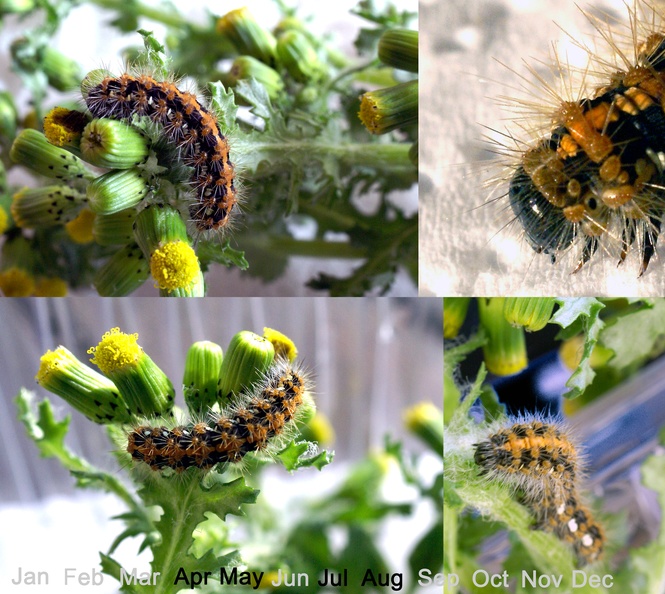 Euplagia quadripunctaria (Poda, 1761)-Chenille