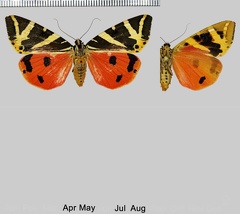 Euplagia quadripunctaria (Poda, 1761)