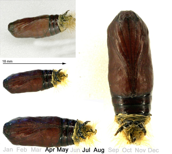 Euplagia quadripunctaria (Poda, 1761)-Chrysalide.jpg