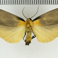 <!--hidden--> Lithosia quadra (Linnaeus, 1758)-Lèves