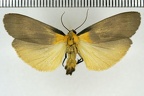 <!--hidden--> Lithosia quadra (Linnaeus, 1758)-Lèves
