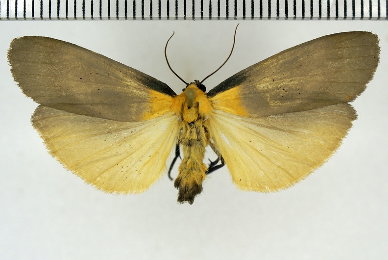 Lithosia quadra (Linnaeus, 1758)-Bailleau-l'Évêque.jpg