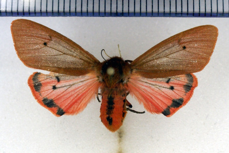 Phragmatobia fuliginosa (Linnaeus, 1758)-Bailleau-l'Évêque.JPG