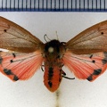 <!--hidden--> Phragmatobia fuliginosa (Linnaeus, 1758)-Bailleau-l'Évêque