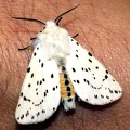 <!--hidden--> Spilosoma lubricipeda (Linnaeus, 1758)-La Chaume