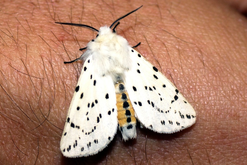 Spilosoma lubricipeda (Linnaeus, 1758)-Soulaires.JPG