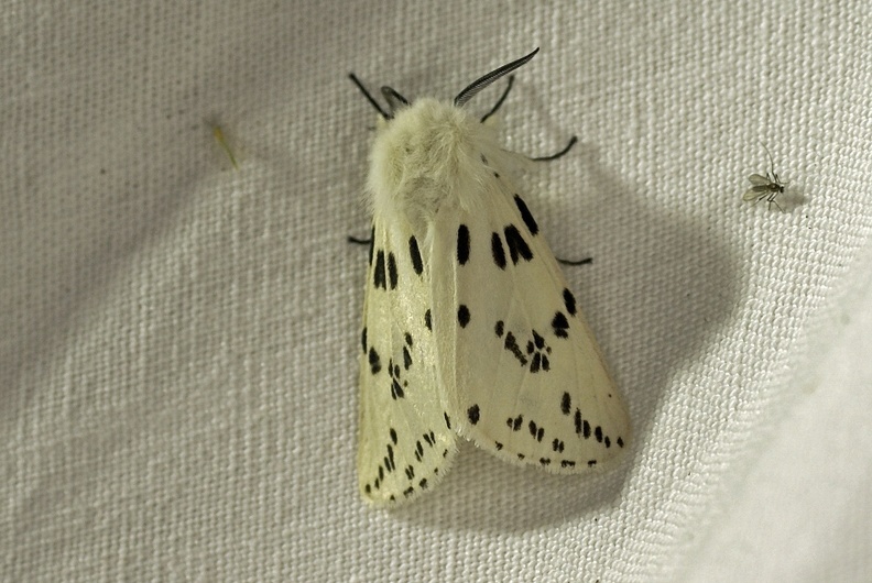 Spilosoma lubricipeda (Linnaeus, 1758)-In natura.JPG