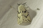 Spilosoma lubricipeda (Linnaeus, 1758)-In natura