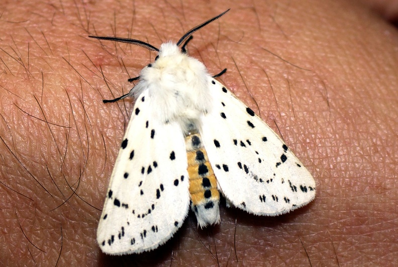 Spilosoma lubricipeda (Linnaeus, 1758)-Bailleau-l'Évêque.JPG