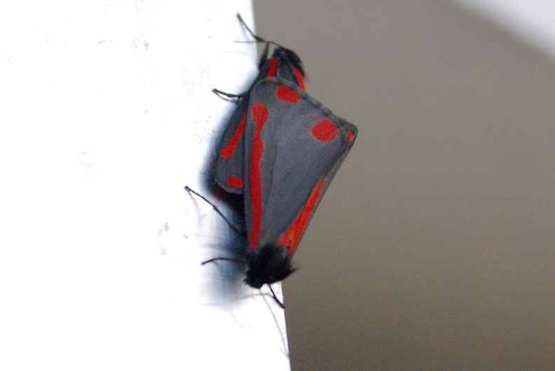 Tyria jacobaeae (Linnaeus, 1758)-In natura