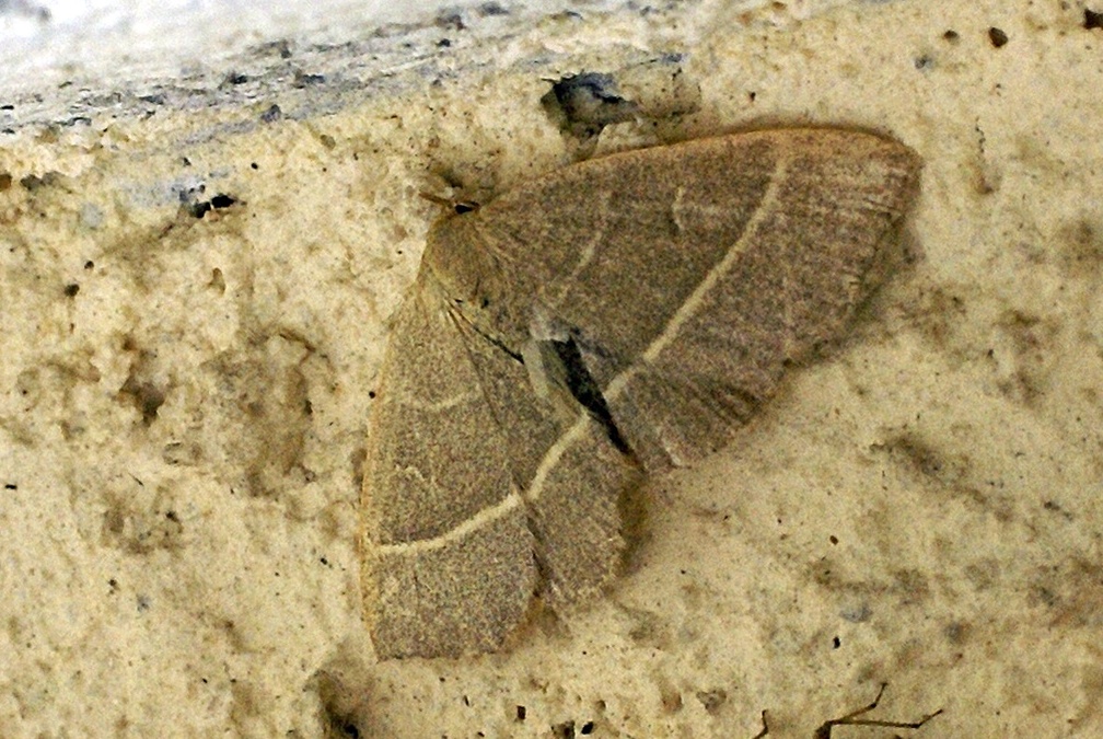 Trisateles emortualis (Denis &amp; Schiffermüller, 1775)-In natura