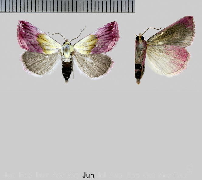 Eublemma purpurina (Denis & Schiffermüller, 1775).jpg