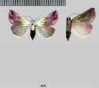 Eublemma purpurina (Denis & Schiffermüller, 1775)