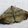 <!--hidden-->Laspeyria flexula (Denis & Schiffermüller, 1775)-Boncourt