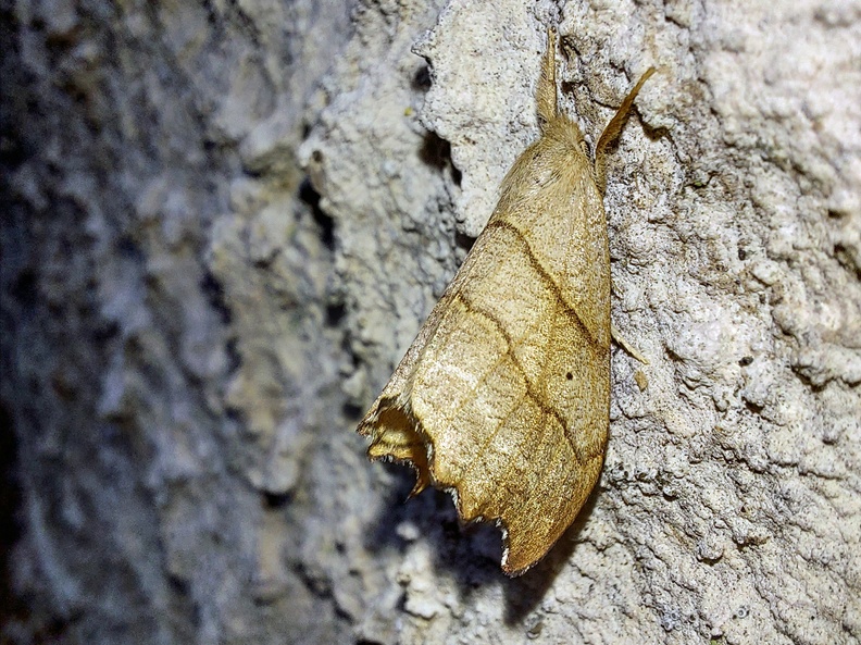 Laspeyria flexula (Denis & Schiffermüller, 1775)-In natura