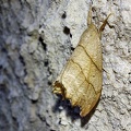 Laspeyria flexula (Denis & Schiffermüller, 1775)-In natura