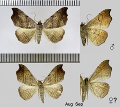 Laspeyria flexula (Denis &amp; Schiffermüller, 1775)