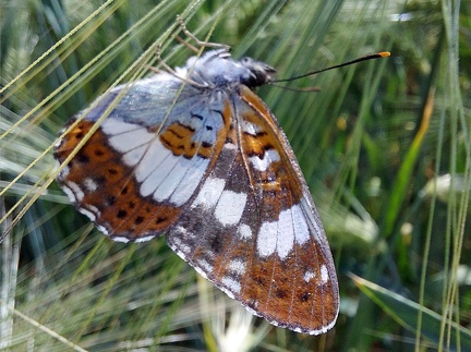 Limenitis camilla (Linnaeus, 1764)