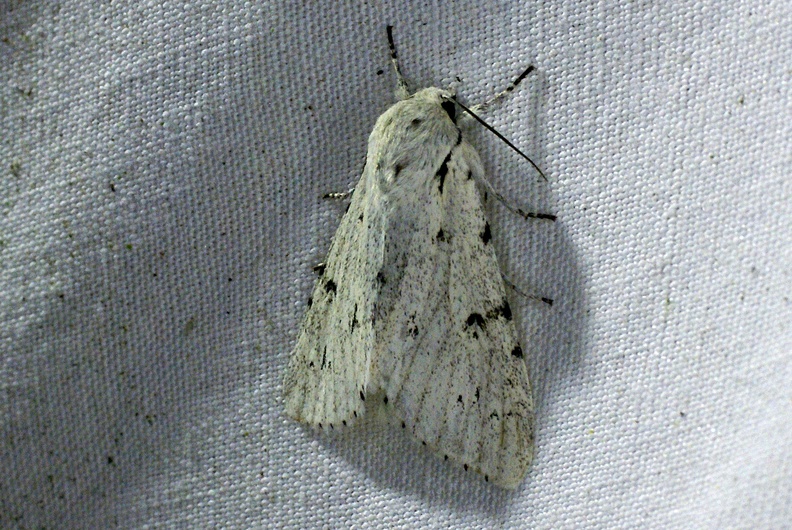 Acronicta leporina (Linnaeus, 1758)-In natura-3