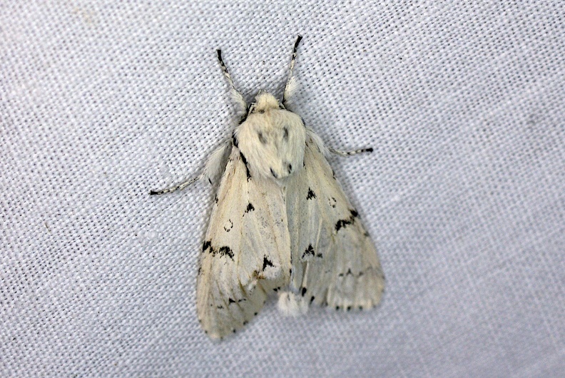 Acronicta leporina (Linnaeus, 1758)-In natura