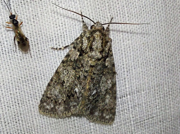 Acronicta rumicis (Linnaeus, 1758)-In natura