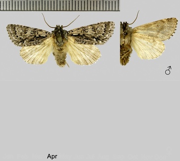 Acronicta auricoma (Denis & Schiffermüller, 1775)