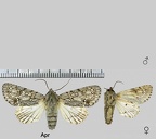 Acronicta aceris (Linnaeus, 1758)