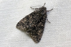 Acronicta megacephala (Denis & Schiffermüller, 1775)-In natura