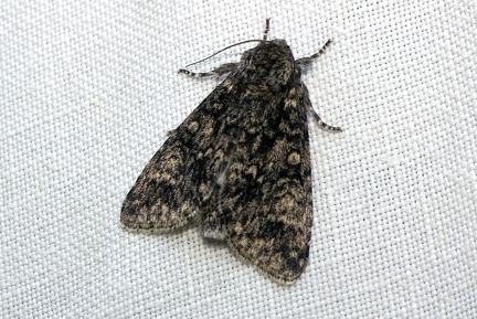 Acronicta megacephala (Denis & Schiffermüller, 1775)-In natura