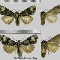 Craniophora ligustri (Denis &amp; Schiffermüller, 1775)