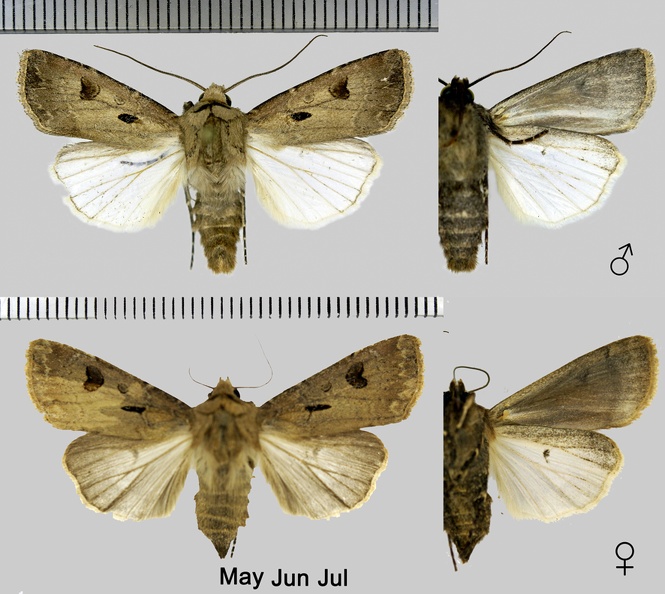 Agrotis exclamationis (Linnaeus, 1758)