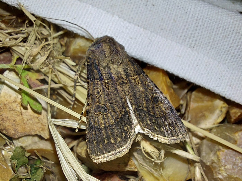 Agrotis segetum (Denis & Schiffermüller, 1775)-In-natura