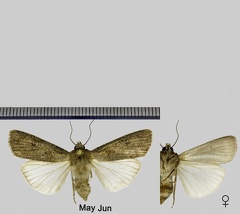 Agrotis segetum (Denis & Schiffermüller, 1775)