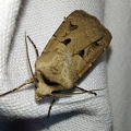 Agrotis exclamationis (Linnaeus, 1758)-In natura