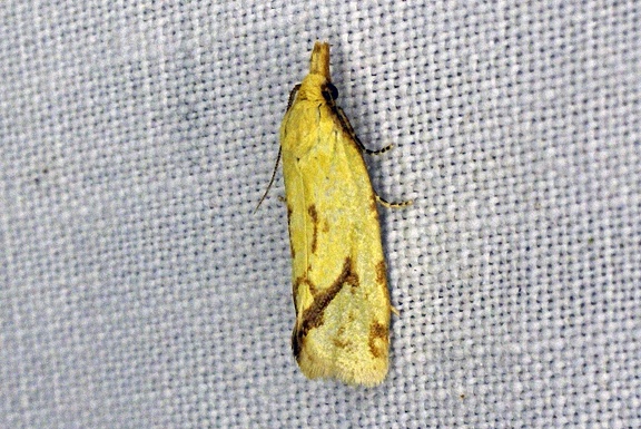 Agapeta hamana (Linnaeus, 1758)