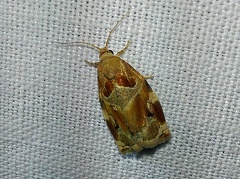 Archips xylosteana (Linnaeus, 1758)