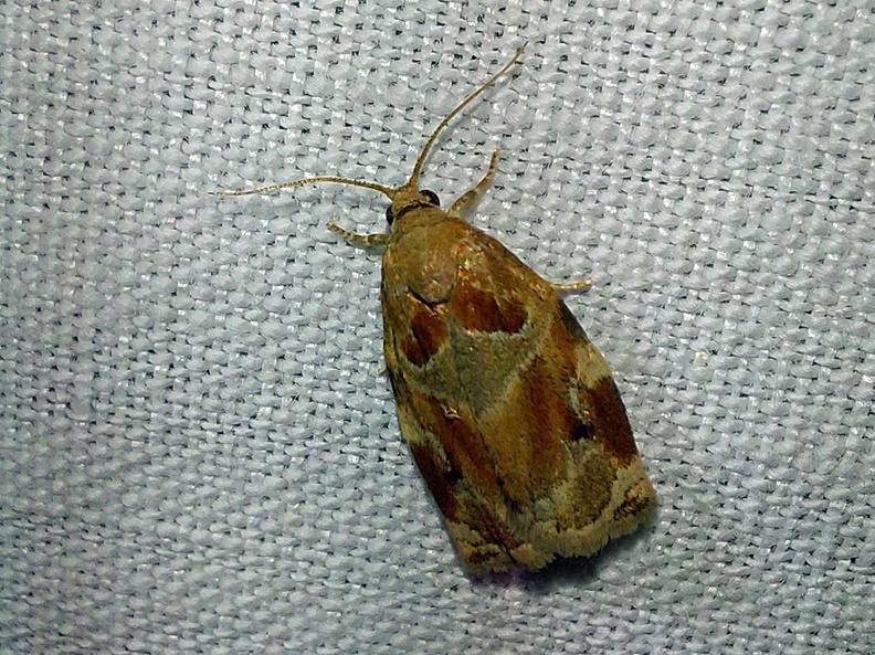 Archips xylosteana (Linnaeus, 1758)