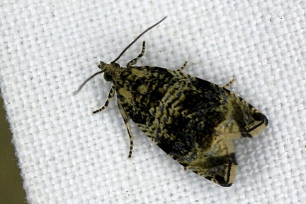 Celypha lacunana (Denis & Schiffermüller, 1775)