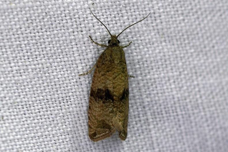 Celypha striana (Denis & Schiffermüller, 1775)