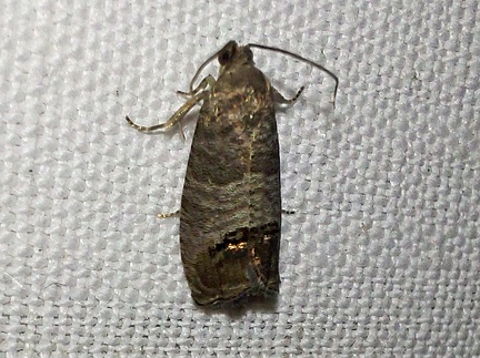 Cydia pomonella (Linnaeus, 1758)