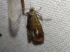 Olethreutes arcuella (Clerck, 1759)