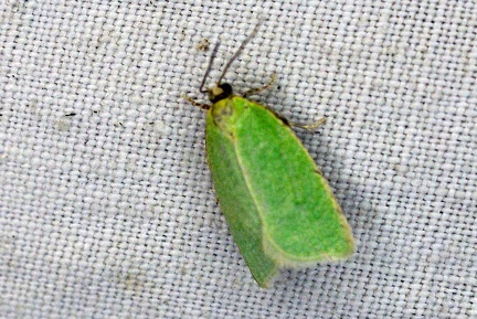 Tortrix viridana (Linnaeus, 1758)