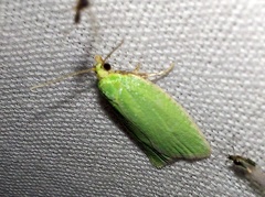 Tortrix viridana (Linnaeus, 1758)