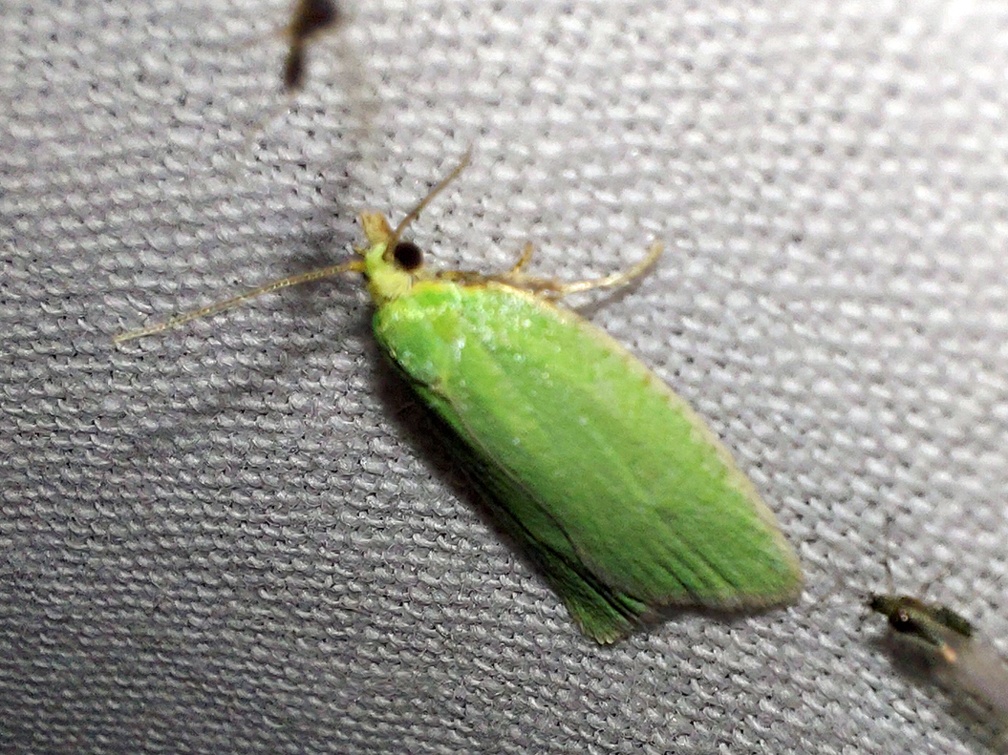 Tortrix viridana (Linnaeus, 1758)