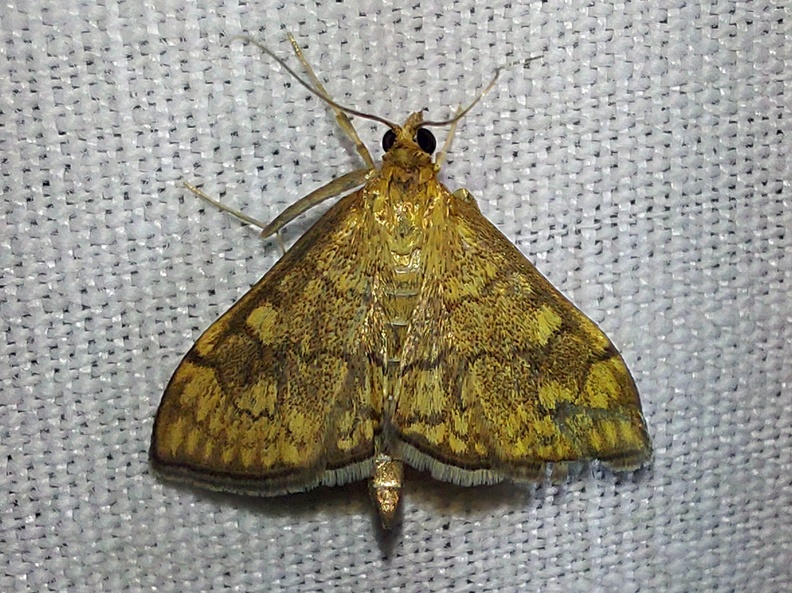 Anania verbascalis (Denis & Schiffermüller, 1775)-In natura.jpg