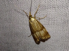 Chrysocrambus linetella (Fabricius, 1781)-In natura